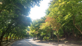 녹색 휴식 즐겨요…대구시가 뽑은 명품 가로수길은 어디?