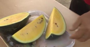 고창서 1인 가구 맞춤 미니수박 품평회 열려