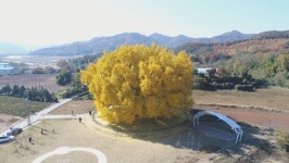 원주시, 반계리 은행나무 일대 광장 조성 나서