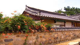 [영상리포트] 능소화로 물든 김해 수로왕릉