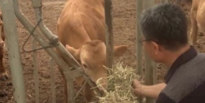 고창군 한우 농가 4곳 저탄소 축산물 인증
