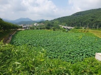 수수하고 화려하게…연꽃의 향연