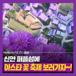[카드뉴스]신안 퍼플섬에 아스타 꽃 축제 보러가자~