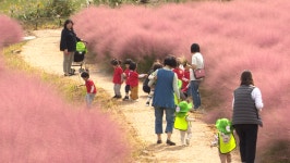 기장에서 즐기는 핑크뮬리…오염된 땅을 지역 명소로
