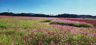 순천 풍덕경관정원, 가을 코스모스 새 단장