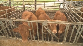 명품 한우 생산지 횡성서 럼피스킨병 확진