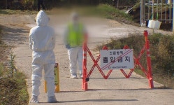 고창 한우 농장 럼피스킨 확진…전북서 두 번째 발생