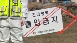 철원 한우농가 럼피스킨병 확진…긴급 살처분