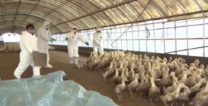 전북 부안서 검출된 AI 항원 저병원성으로 확인