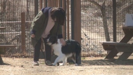 원주 반려견 쉼터 아름들 4개월간 휴장