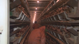 강원자치도, 조류인플루엔자 현장 점검 실시