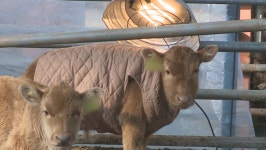 강원자치도, 축산분야 겨울철 재해 예방 대책 추진