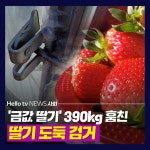 [카드뉴스] 김해 딸기 도둑 검거