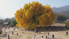 원주시, 반계리 은행나무광장 조성