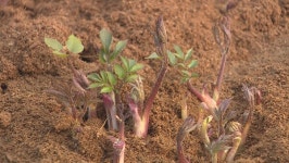 강원도 개발 땅두릅 백미향, 농한기 효자 노릇 톡톡