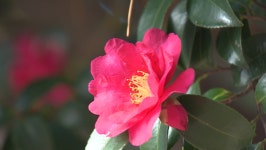 부산 꼭 가봐야할 겨울 여행지 동백섬