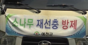  예천군, 소나무 재선충병 예방 나무 주사 실시