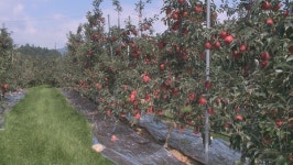 사과 주산지 북상, 경북 아닌 강원