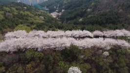 부산 꼭 가봐야 할 벚꽃 명소 황령산