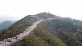 부산 꼭 가봐야 할 벚꽃 명소 황령산