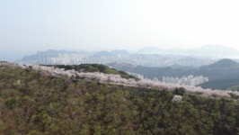 부산 꼭 가봐야 할 벚꽃 명소 황령산