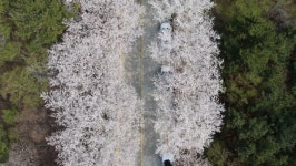 부산 꼭 가봐야 할 벚꽃 명소 황령산