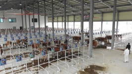 충남 첫 스마트 가축경매시장…농가 수익 기대