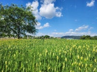 양주 나리농원, 푸른 보리밭 변신…5월까지 개방