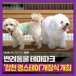 [카드뉴스]반려동물 테마파크  합천 멍스테이 개장식 개최