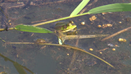 검단-드림로 공사 현장서 멸종위기종 금개구리 발견
