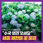[카드뉴스] 수국 보러 오세요 세종 제천뜰 꽃 물결