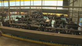 전남 흑염소 사육농가, 전국 1위…개고기 식용 금지 이후 흑염소 몸값 ↑