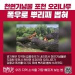 [카드뉴스] 천연기념물 포천 오리나무 뿌리째 뽑혀