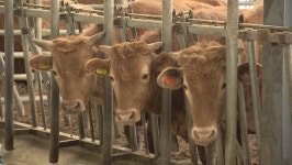 양구 농장서 럼피스킨병 발생…강원도 긴급 방역