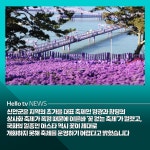 [카드뉴스] 꽃 없는 신안 아스타 축제 폭염 때문에 못 본다?!