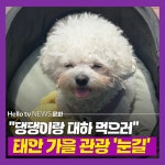 [카드뉴스] 댕댕이랑 대하 먹으러 오세요…가을철 태안 관광 눈길