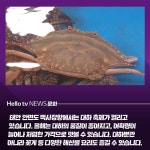 [카드뉴스] 댕댕이랑 대하 먹으러 오세요…가을철 태안 관광 눈길