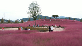 [뉴찐스] 합천 핑크뮬리 유명한 이유는!