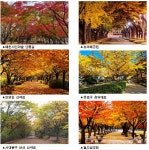 서울시, 은평구 봉산 편백나무숲 등 가을 단풍길 103선 선정