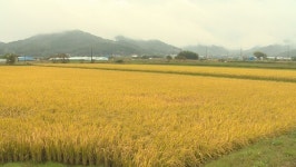 비로 늦어진 벼 수확…전남 농가, 맥류 파종도 차질