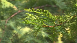 피톤치드 느끼며 가을 정취 만끽 봉산 편백나무숲