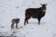 양구 산양·사향노루증식복원센터, 새끼 산양 포착