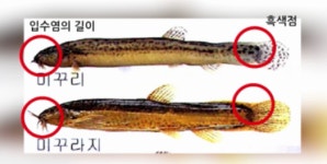 토종 미꾸리 양식 치어 남원서 국산화 추진
