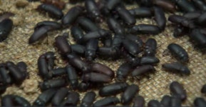 [기획-미래먹거리] 1. 200억 남원 곤충산업 기대 반·걱정 반