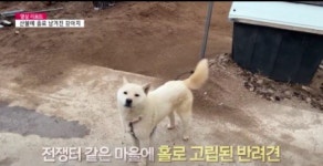 산불 피해 5개 시군 무료 이동동물병원  운영