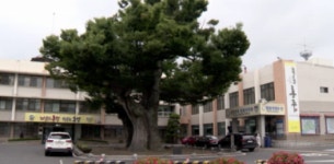 홍성군, 구항봄꽃한우 축제 등 취소…공직선거법 위반 우려