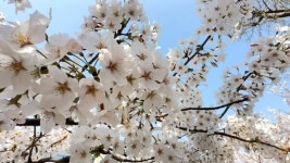 봄이 보낸 초대장 벚꽃 · · 구경 오세요