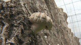 장흥군이 개발한 국산 표고… 흥화 1호 눈길