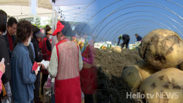 간척지서 해풍 맞고 자란 광활 감자 수확…축제도 열려
