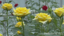 침체한 장미 시장…돌파구는 신품종·기술력